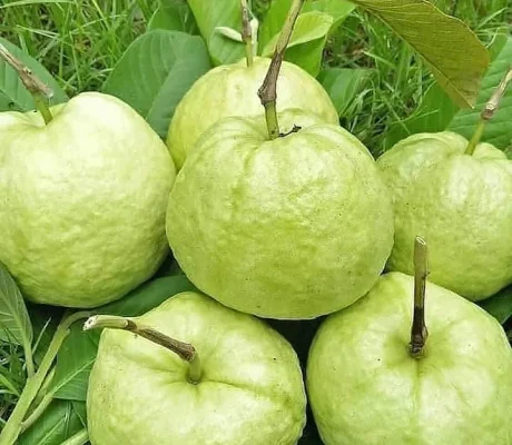 jambu kristal (1)